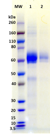 [IBT Bioservices] Recombinant Influenza Hemagglutinin Antigen Glycoprotein (H5N1 Vietnam)