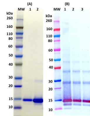 [IBT Bioservices] Recombinant Lassa virus Z protein