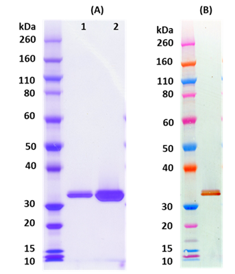 [IBT Bioservices] Recombinant LukE (tag free)