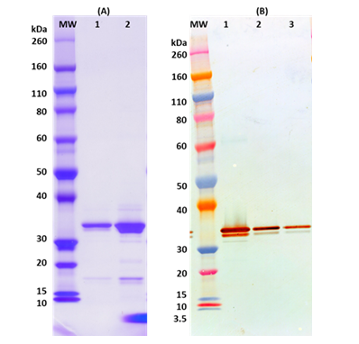 [IBT Bioservices] Recombinant Marburg VP40