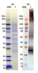[IBT Bioservices] Recombinant Musoke Marburg virus GPΔTM