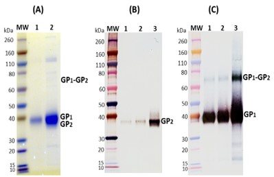 [IBT Bioservices] Recombinant Ravn Virus GPΔmuc (S2)