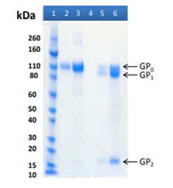 [IBT Bioservices] Recombinant Reston Ebola virus GPΔTM