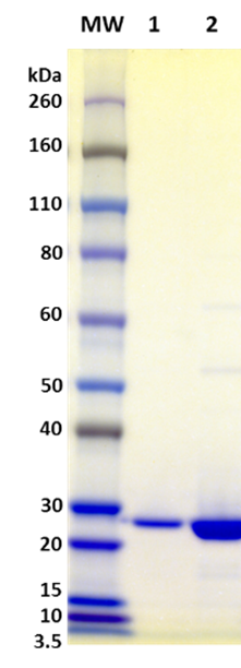 [IBT Bioservices] Recombinant Staphylococcal Enterotoxin K (rSEK)