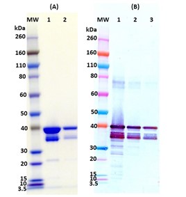 [IBT Bioservices] Recombinant Sudan Virus VP40 (SUDV VP40)