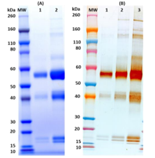 [IBT Bioservices] Recombinant Zaire Ebola virus (EBOV rGPΔmuc – Mayinga)