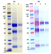 [IBT Bioservices] Recombinant Zaire Ebola virus (GPΔmuc) (Sf9)