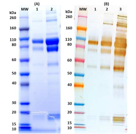 [IBT Bioservices] Recombinant Zaire Ebola virus GPΔTM (Makona strain)