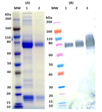 [IBT Bioservices] Recombinant Zaire Ebola virus GPΔTM (S2) – 100ug