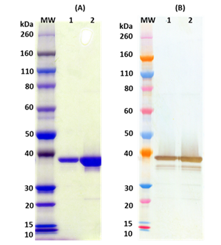 [IBT Bioservices] Recombinant Zaire Ebola virus VP40 (EBOV VP40)