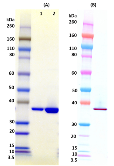 [IBT Bioservices] S. aureus LukF-PV (tag free)