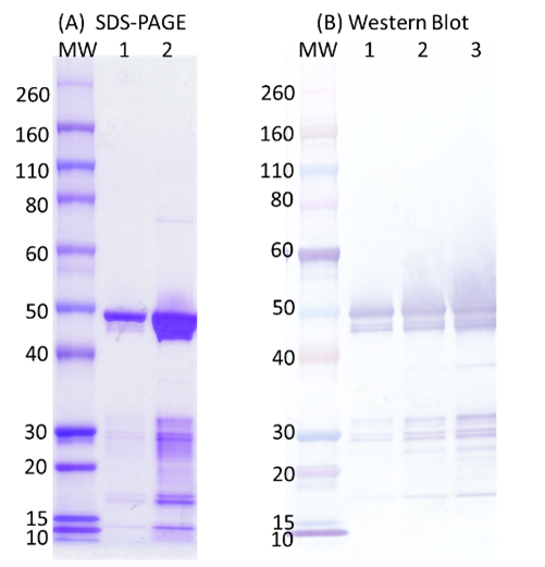 [IBT Bioservices] SARS-CoV2 Nucleocapsid Protein