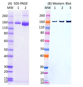 [IBT Bioservices] SARS-CoV2, Full-Length Spike Protein (S1+S2, ECD)