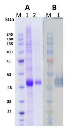 [IBT Bioservices] Sin Nombre Virus Glycoprotein (Gn)