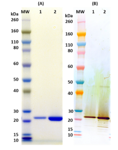 [IBT Bioservices] Tag Free Recombinant TSST-1 (S. aureus)