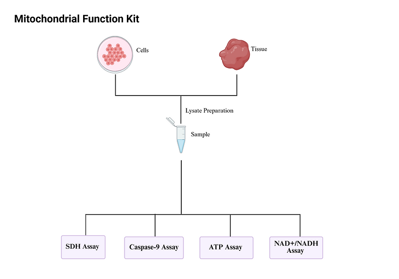 [Signosis] Mitochondrial Function Combo Assay (100 Tests per Analyte)