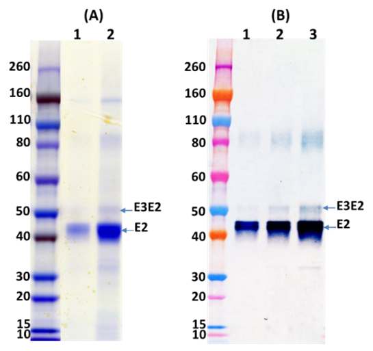 [IBT Bioservices] Western Equine Encephalitis Virus E3E2 Glycoprotein (Insect)