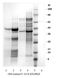 [IBT Bioservices] Zika Virus Ev2-dimer Protein