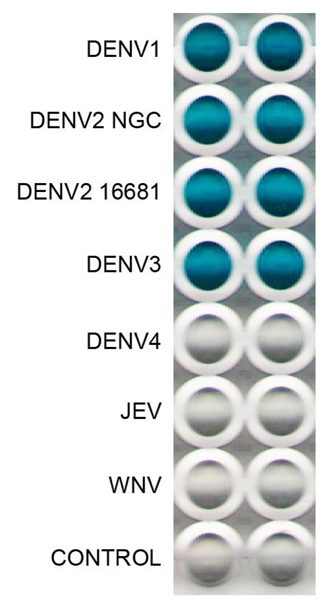 [IBT Bioservices] Anti-Dengue Virus E Antibody, DE10
