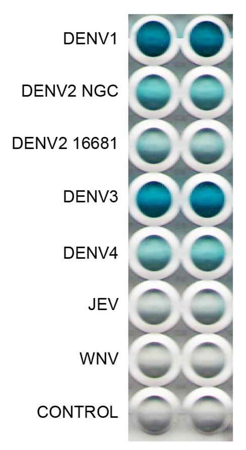 [IBT Bioservices] Anti-Dengue Virus E Antibody, DE11