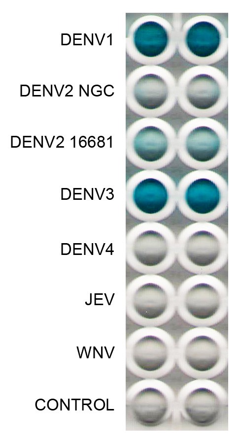 [IBT Bioservices] Anti-Dengue Virus E Antibody, DE5