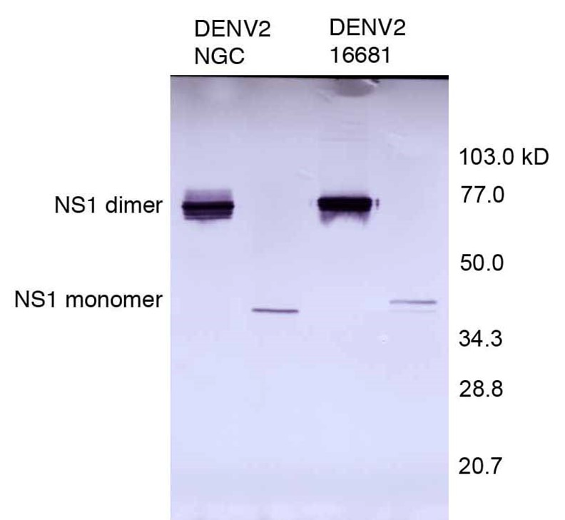 [IBT Bioservices] Anti-Dengue Virus NS1 Antibody, DN2