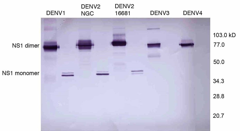 [IBT Bioservices] Anti-Dengue Virus NS1 Antibody, DN3