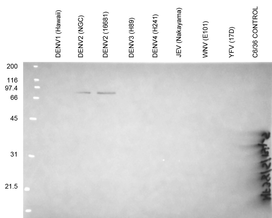 [IBT Bioservices] Anti-Dengue Virus NS1 Antibody, DN5