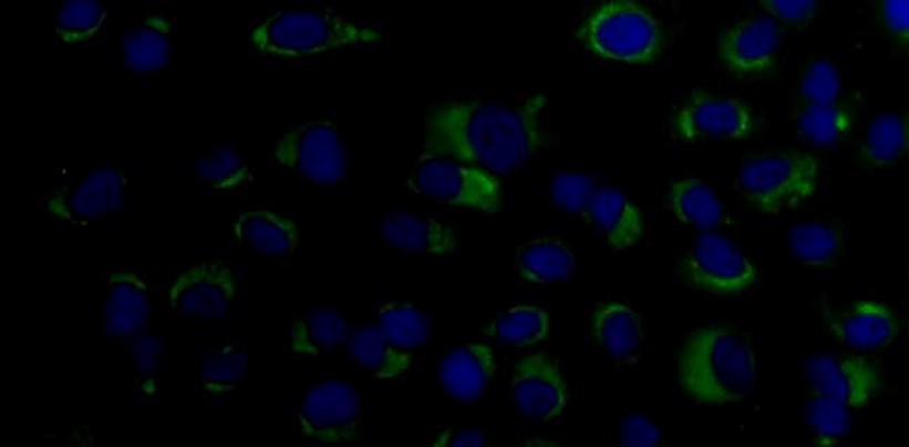 [IBT Bioservices] Anti-Dengue Virus prM Antibody, DM1
