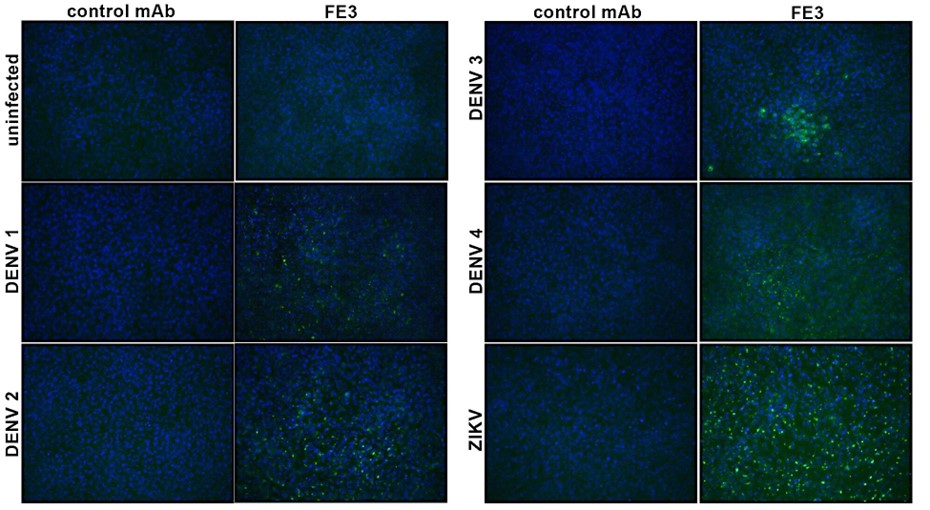 [IBT Bioservices] Anti-Flavivirus E Antibody, FE3