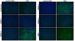 [IBT Bioservices] Anti-Flavivirus E Antibody, FE4