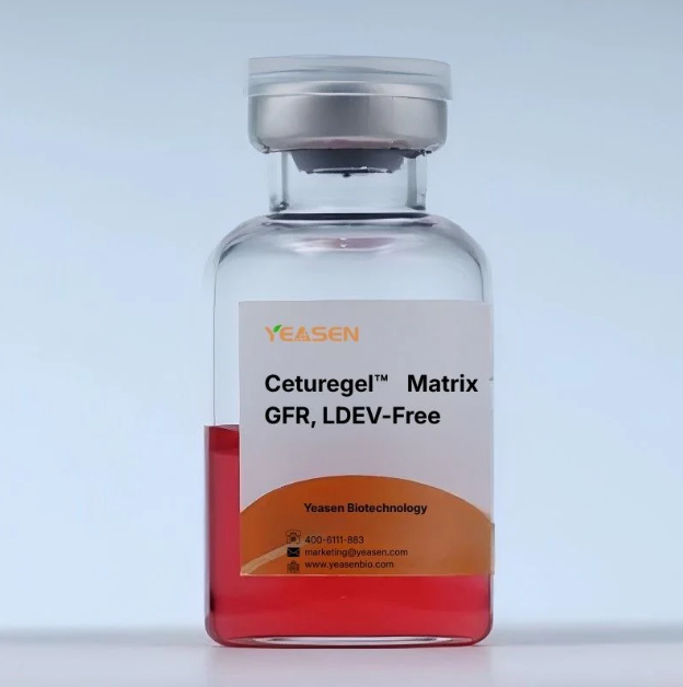 [YEASEN] Ceturegel™ Matrix GFR, LDEV-Free