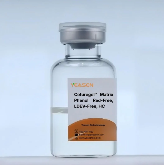 [YEASEN] Ceturegel™ Matrix High Concentration, Phenol Red-Free, LDEV-Free