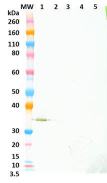 [IBT Bioservices] Chimeric anti-Alpha Hemolysin (Hla) mAb