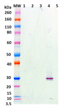 [IBT Bioservices] Chimeric anti-Staph Enterotoxin B (SEB) mAb