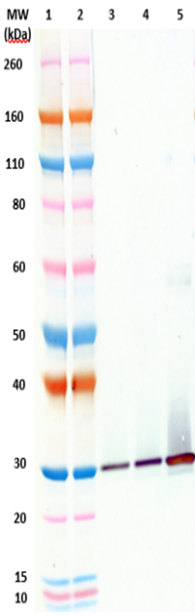 [IBT Bioservices] Human Anti-Staphylococcal Enterotoxin B (SEB) IgG121 mAb