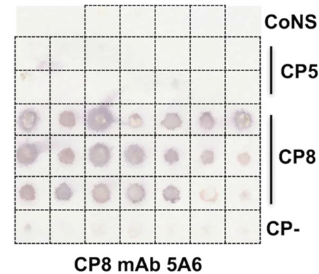 [IBT Bioservices] Monoclonal Antibody (murine IgG1) 5A6 specific for Staphylococcus Aureus serotype 8 capsular polysaccharide