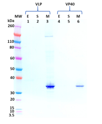 [IBT Bioservices] Mouse anti- Musoke Marburg virus VP40 mAb (1D1)