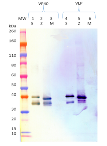 [IBT Bioservices] Mouse anti-Ebola Virus VP40 mAb (3G5)