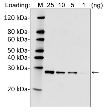 [Genscript] MonoRab™ Anti-His Tag (C-term) Antibody(25B6E11), mAb, Rabbit