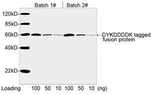 [Genscript] THE™ DYKDDDDK Tag Antibody, mAb, Mouse