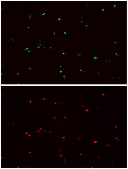 [Genscript] MonoRab™ HA tag Antibody(109B2), mAb, Rabbit