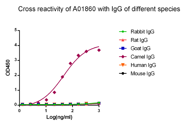 [Genscript] MonoRab™ Rabbit Anti-Camelid VHH Antibody, mAb