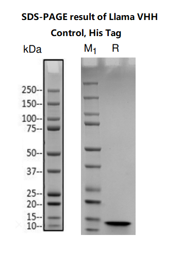[Genscript] Llama VHH Control, His Tag