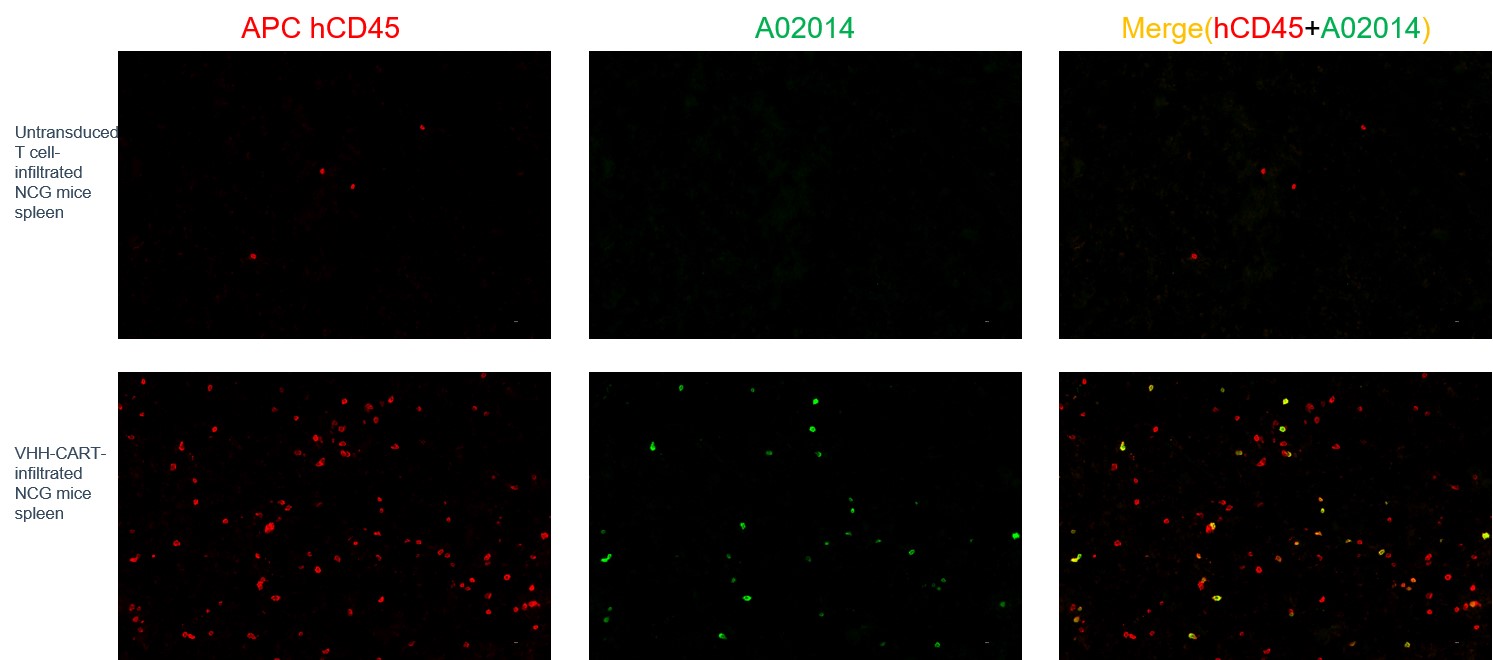[Genscript] MonoRab™ Rabbit Anti-Camelid VHH Cocktail