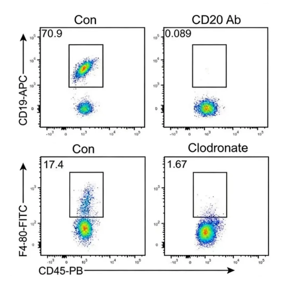 [YEASEN] Clodronate Liposomes Kit