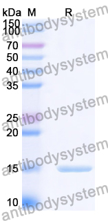 [Antibodysystem] Anti-Human CD66e/CEA/CEACAM5 Nanobody (SAA0837)