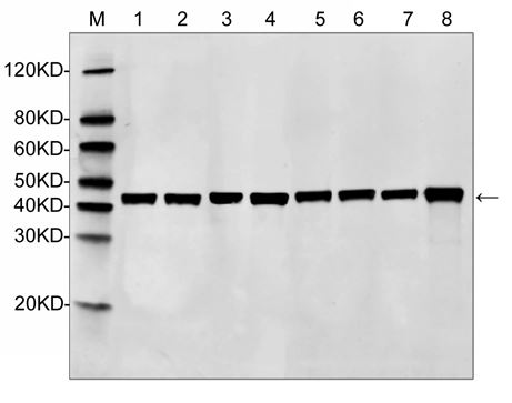 [Genscript] MonoRab™ Beta Actin Antibody, mAb, Rabbit