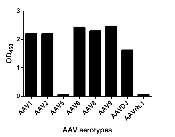 [Genscript] MonoRab™ AAVX VP1 Antibody (24F5), mAb, Rabbit