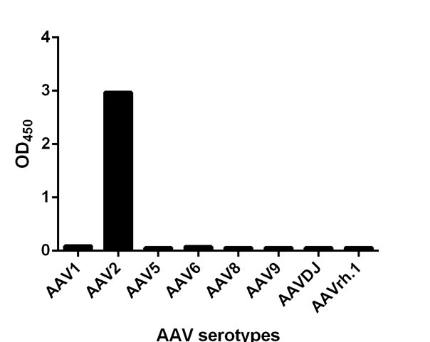 [Genscript] MonoRab™ AAV2 (intact particle) Antibody (33G5), mAb, Rabbit